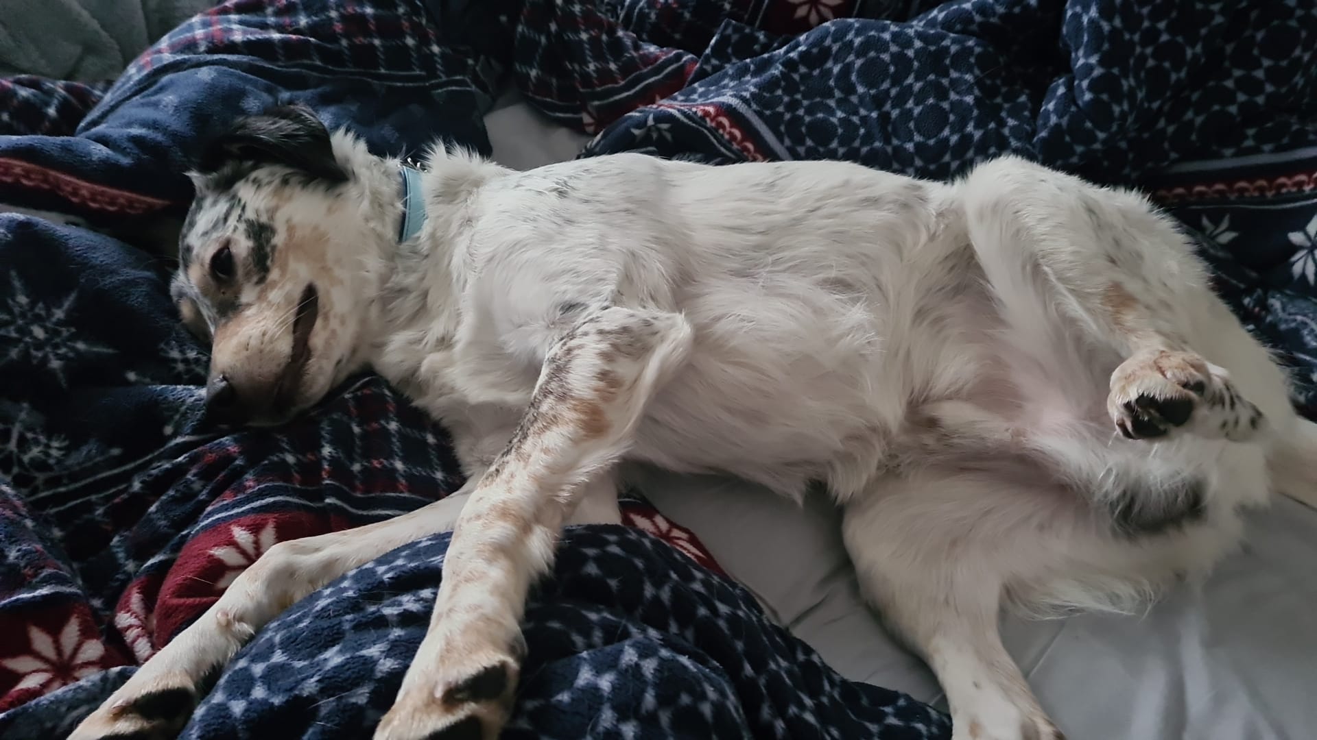 Rocco has become such an angel and great family dog! 💖🙏