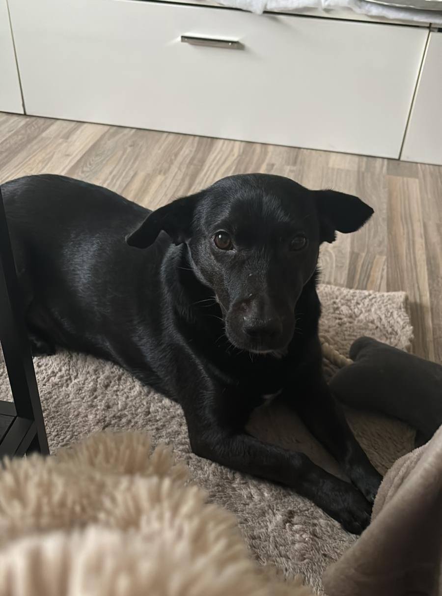 Rodion, now Balu, sends his love! 💖