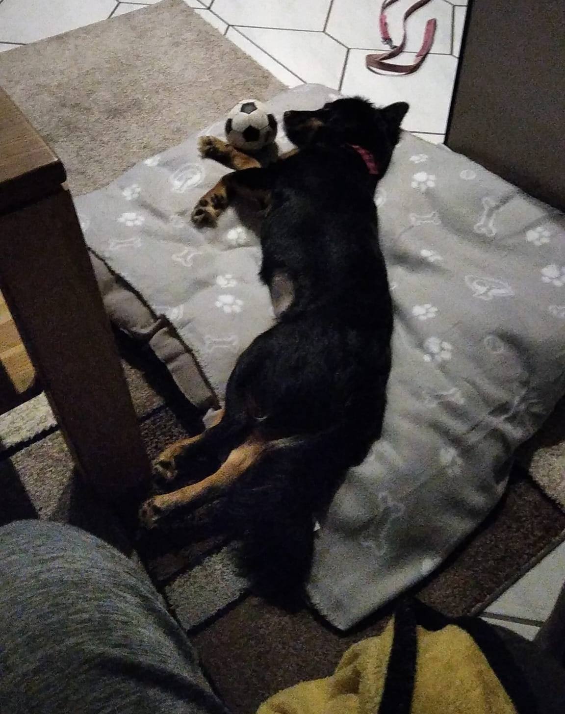 Dali likes to play and even sleeps with her ball! 😁🥰