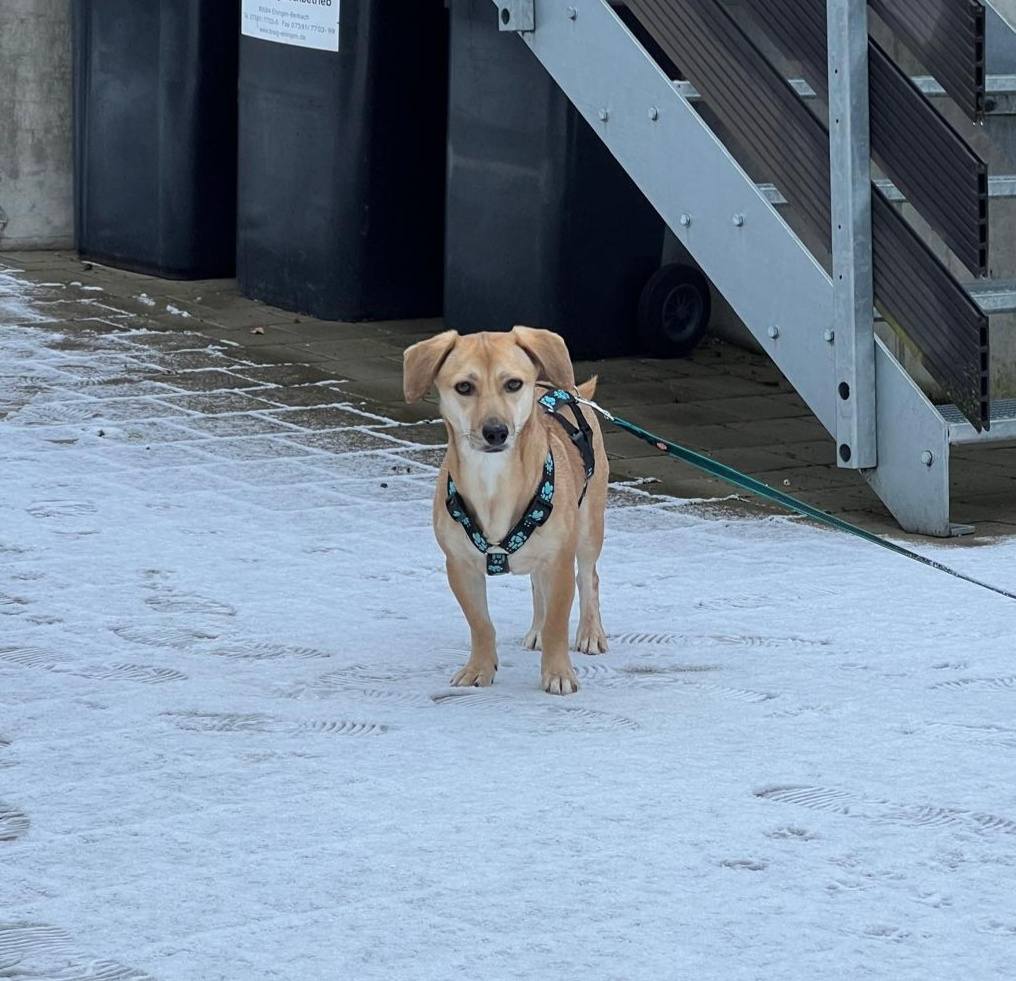 Dominique loves the snow and wants to play outside for hours! 😁🥰