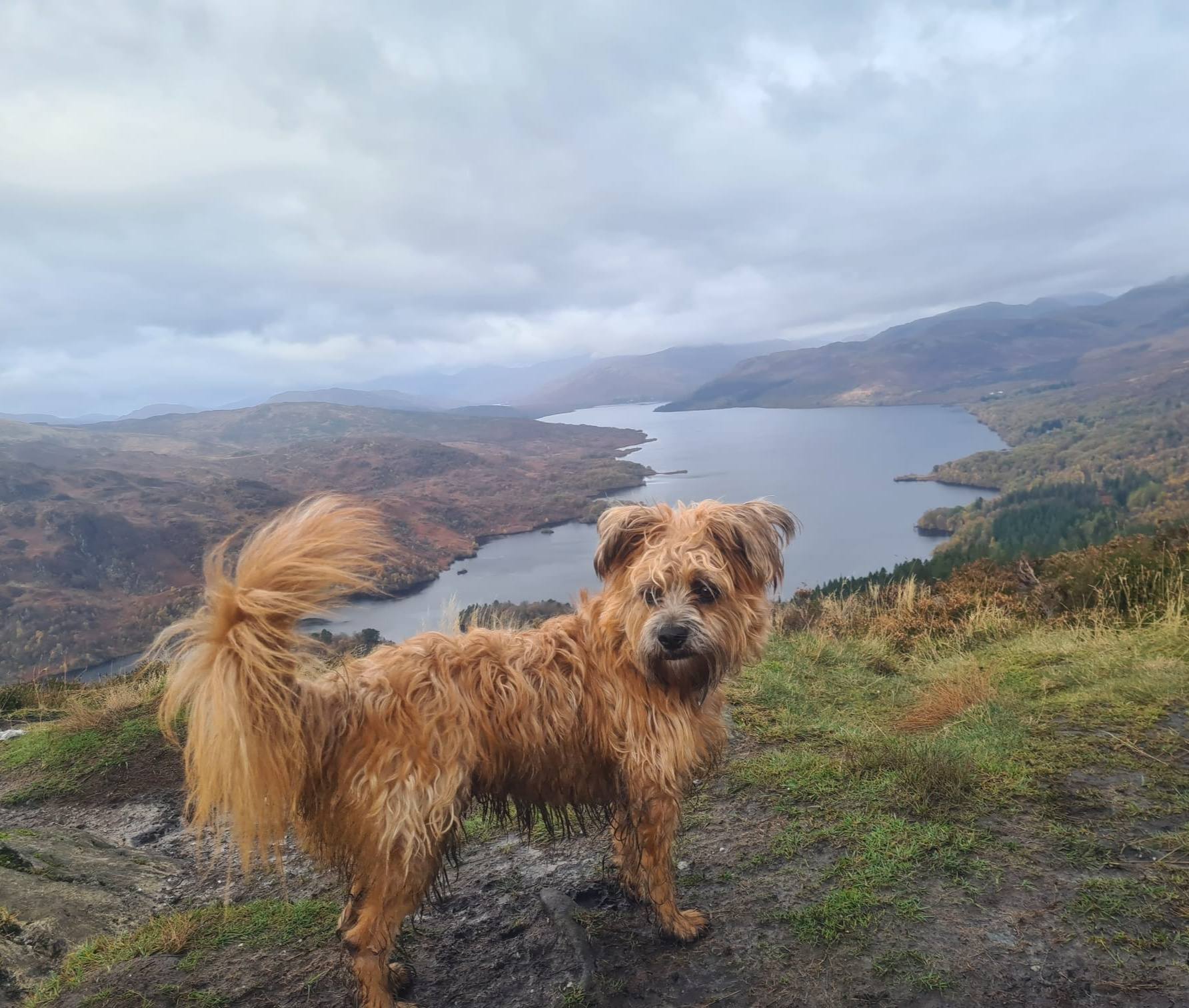 Furby on his wonderful trips! 🙏🤗💖