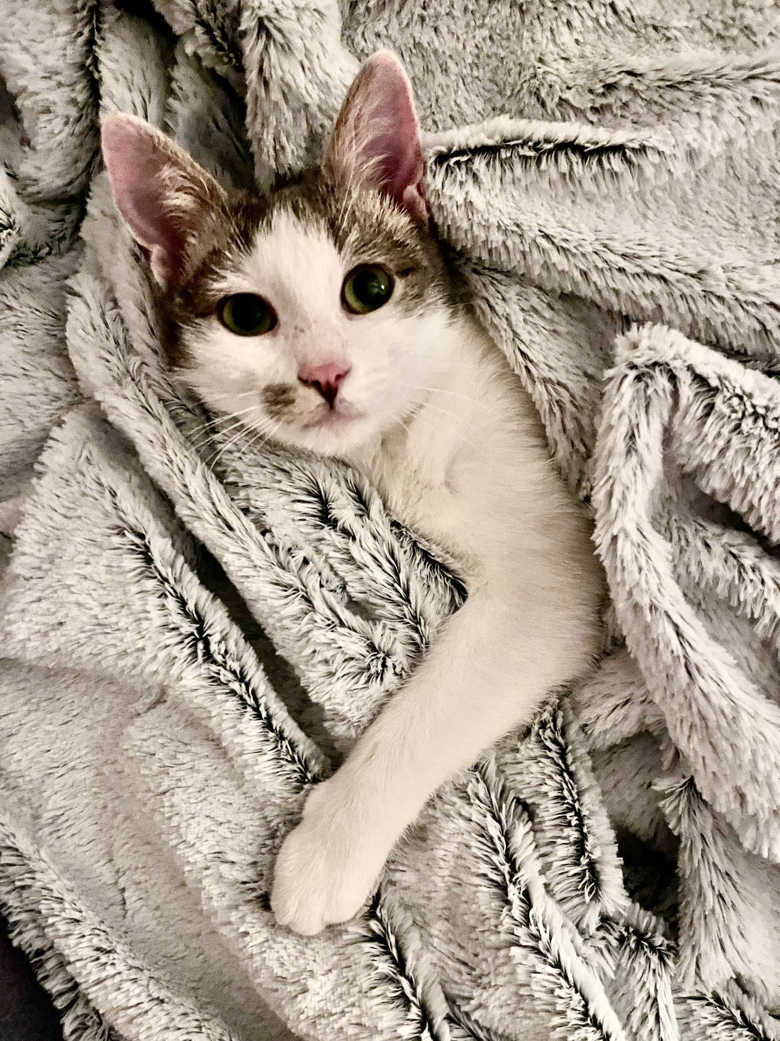 Esme is finally in her home! 🙏💖🍀