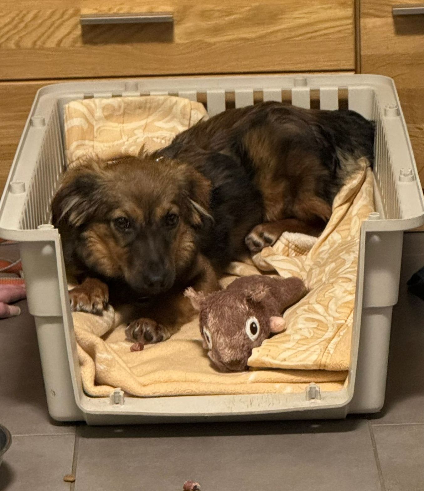 Lulu feels comfortable! 🙏🤗