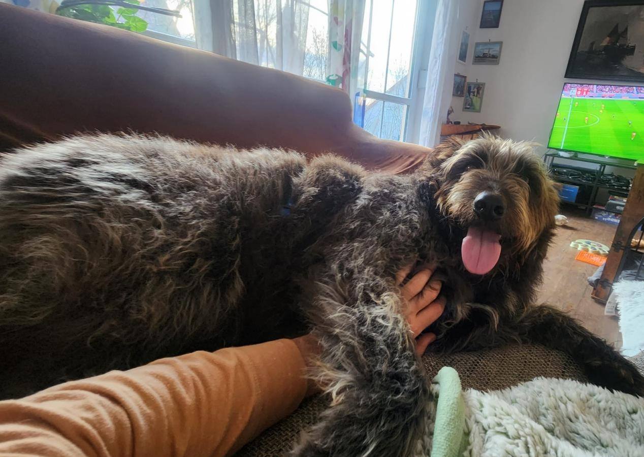 For the first time in his life, after many years in a kennel, Lobo sleeps in a house! 🥳💖🙏
