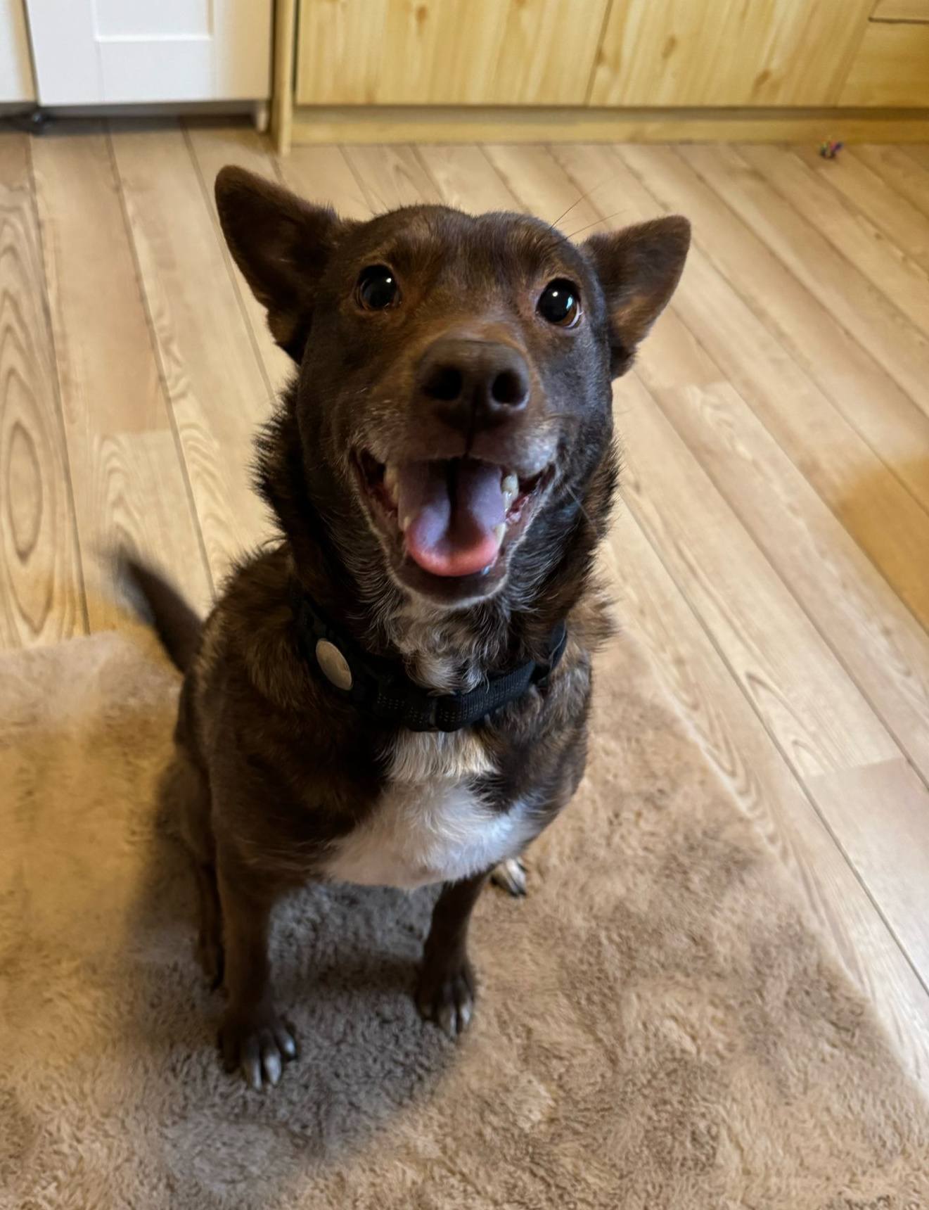 Francesca is adopted! 🥳💖