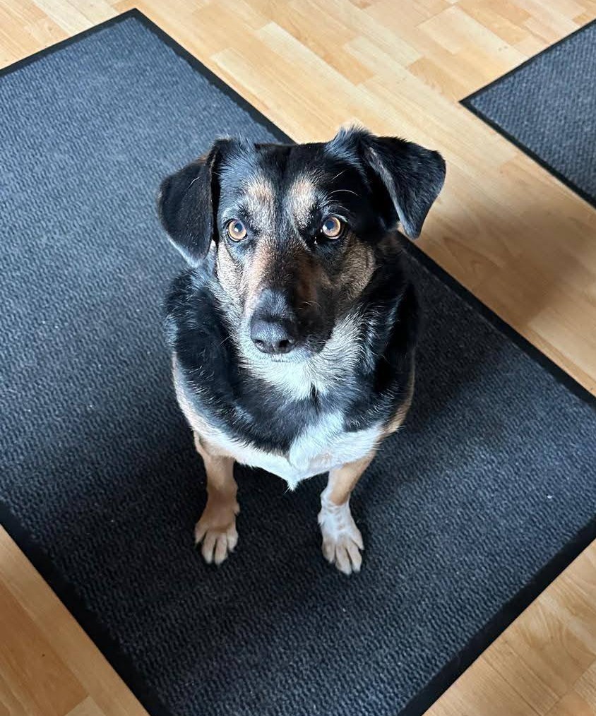 Andra is in foster home 45896 Gelsenkirchen and urgently looking! 🙏🥰🙏