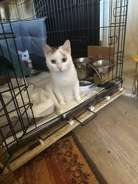 Coco the small paralyzed cat has arrived well! 🤗💖