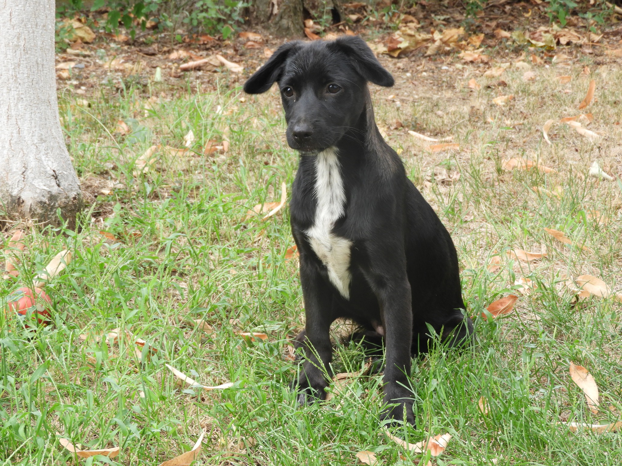 Dulcie is in foster care in Germany in 66271 Kleinblittersdorf and is waiting for visitors! 🙏🥰🍀