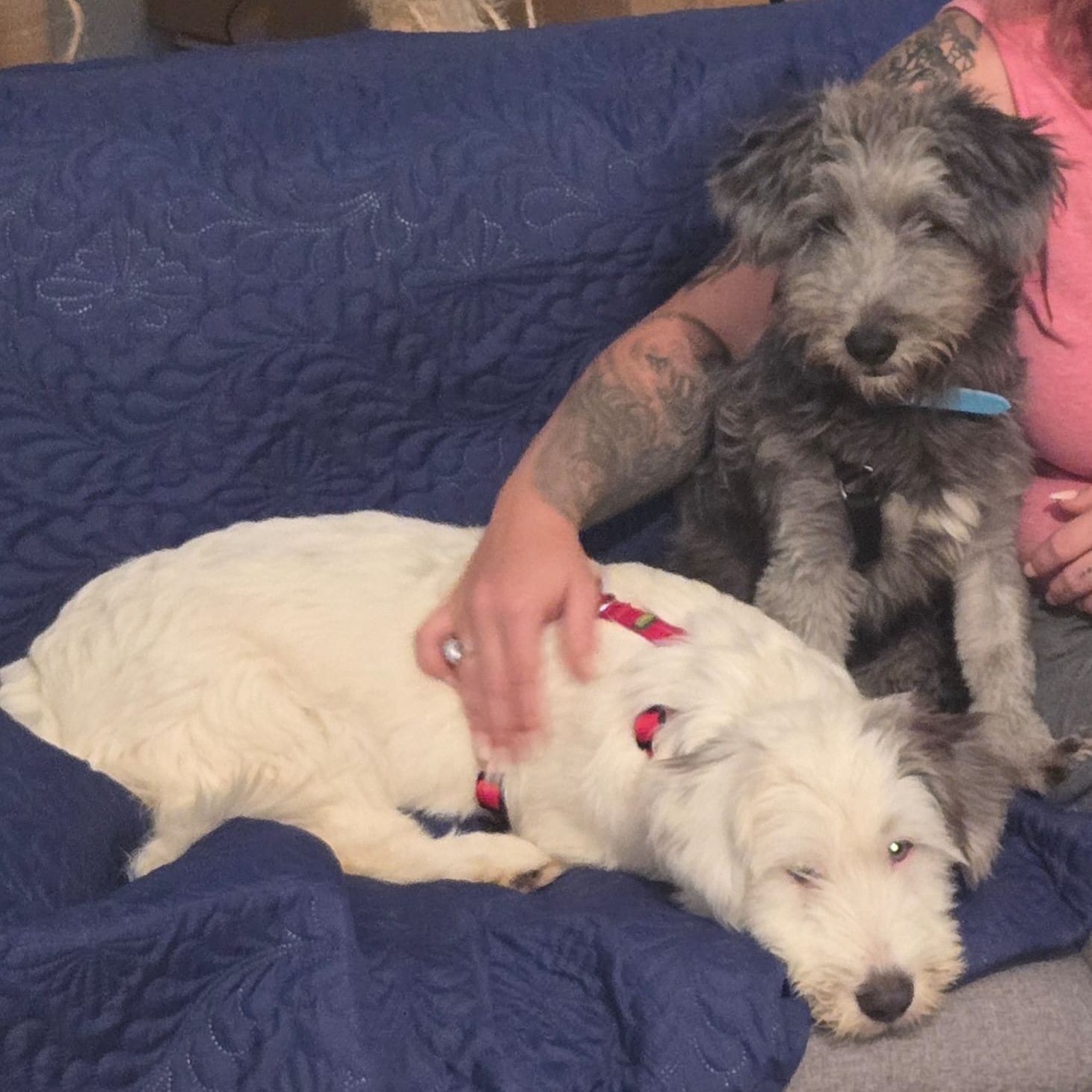 Whitie and Blackie on the couch with their new mom! 💖🤗