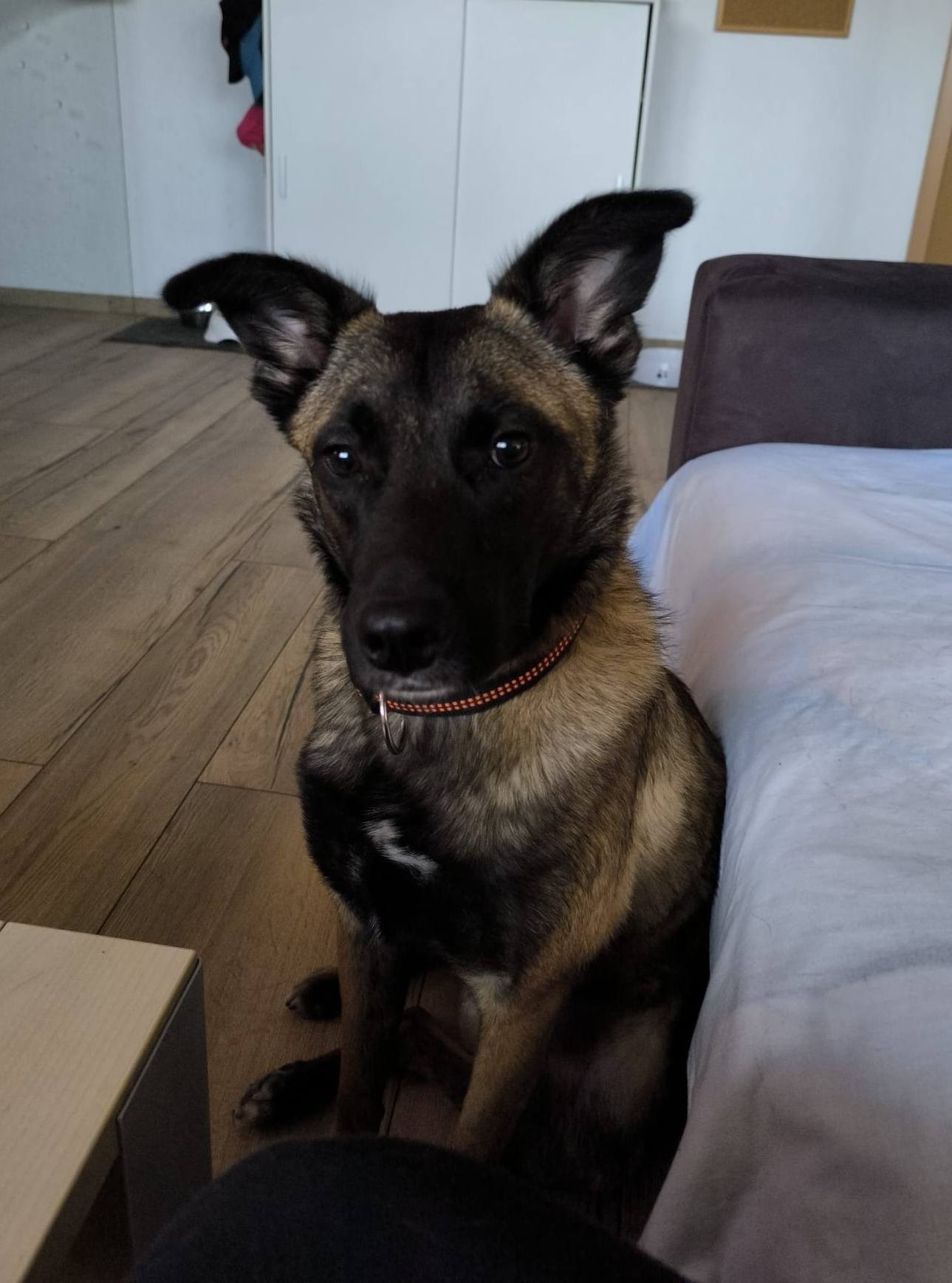 Malko is getting along very well with his new girlfriend and they’re a great team! 🤗💖