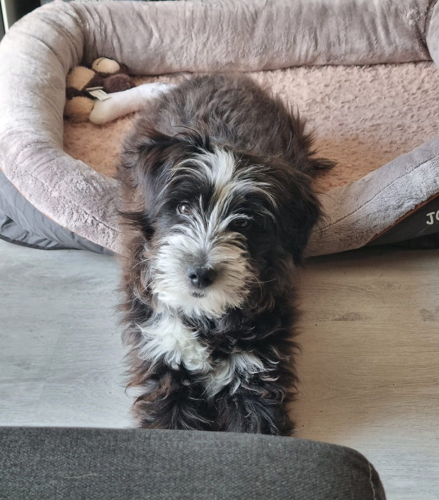 Jule already feels safer and is starting to play now! 😁💖