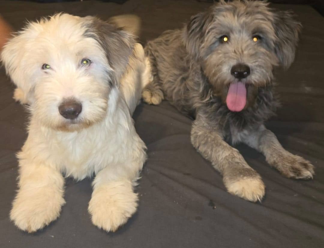 Whitie and Blackie have settled well in their new home! 🙏🤗💖