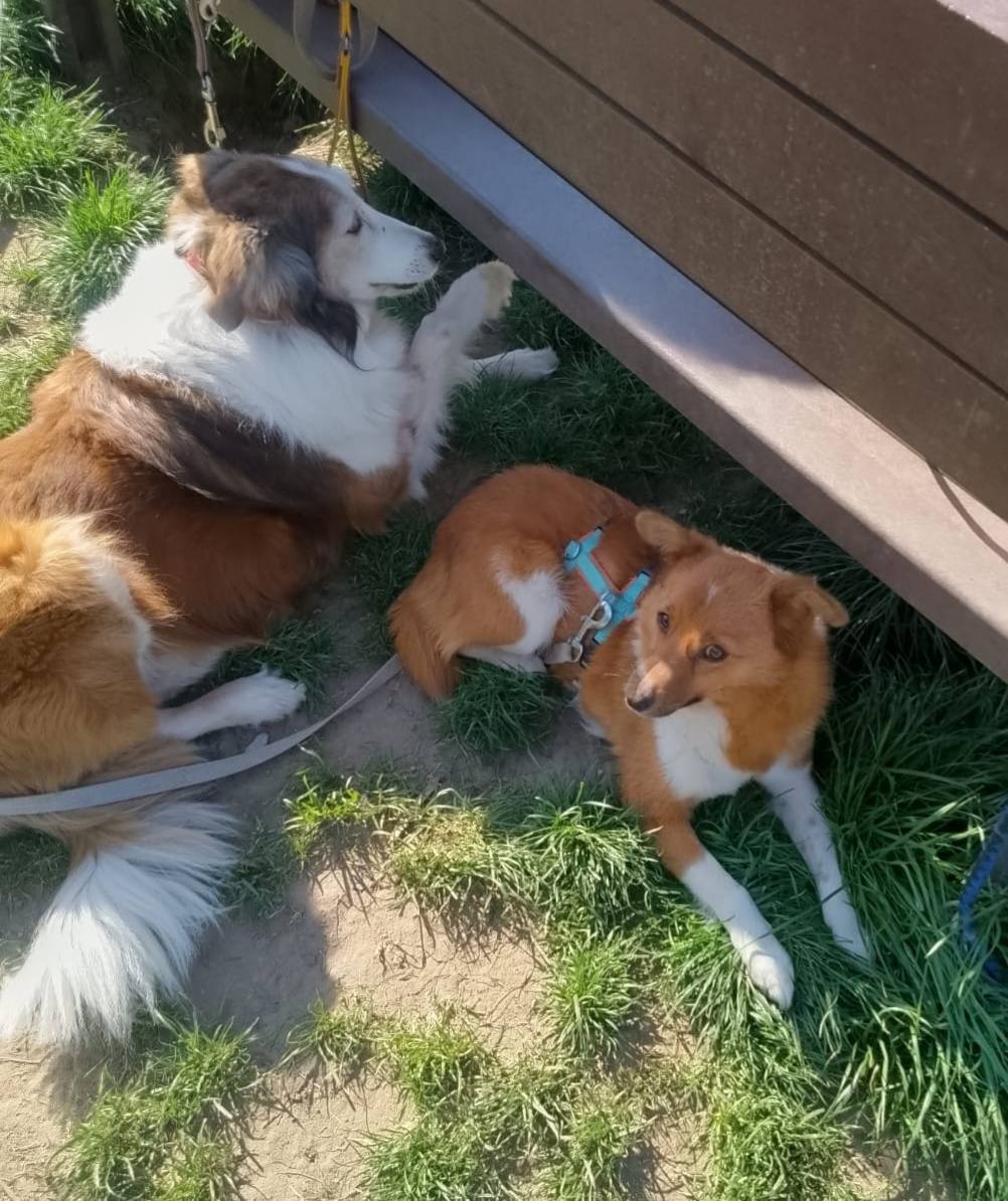 Special happy ending for Sila! 🤗💖🍀