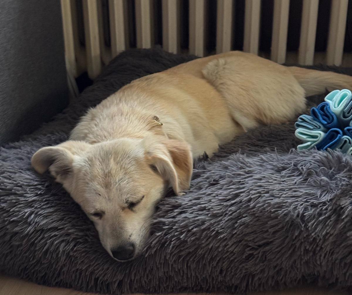 Sally arrived to her new family! 🙏💖