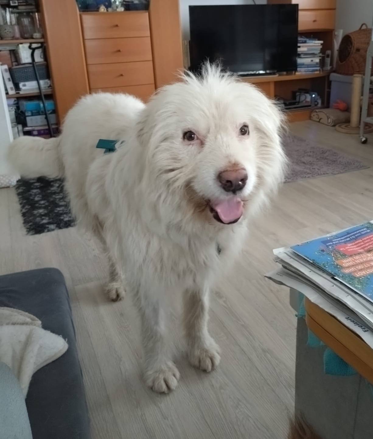 Pufi arrived safely at his foster home! 🤗🙏🥰