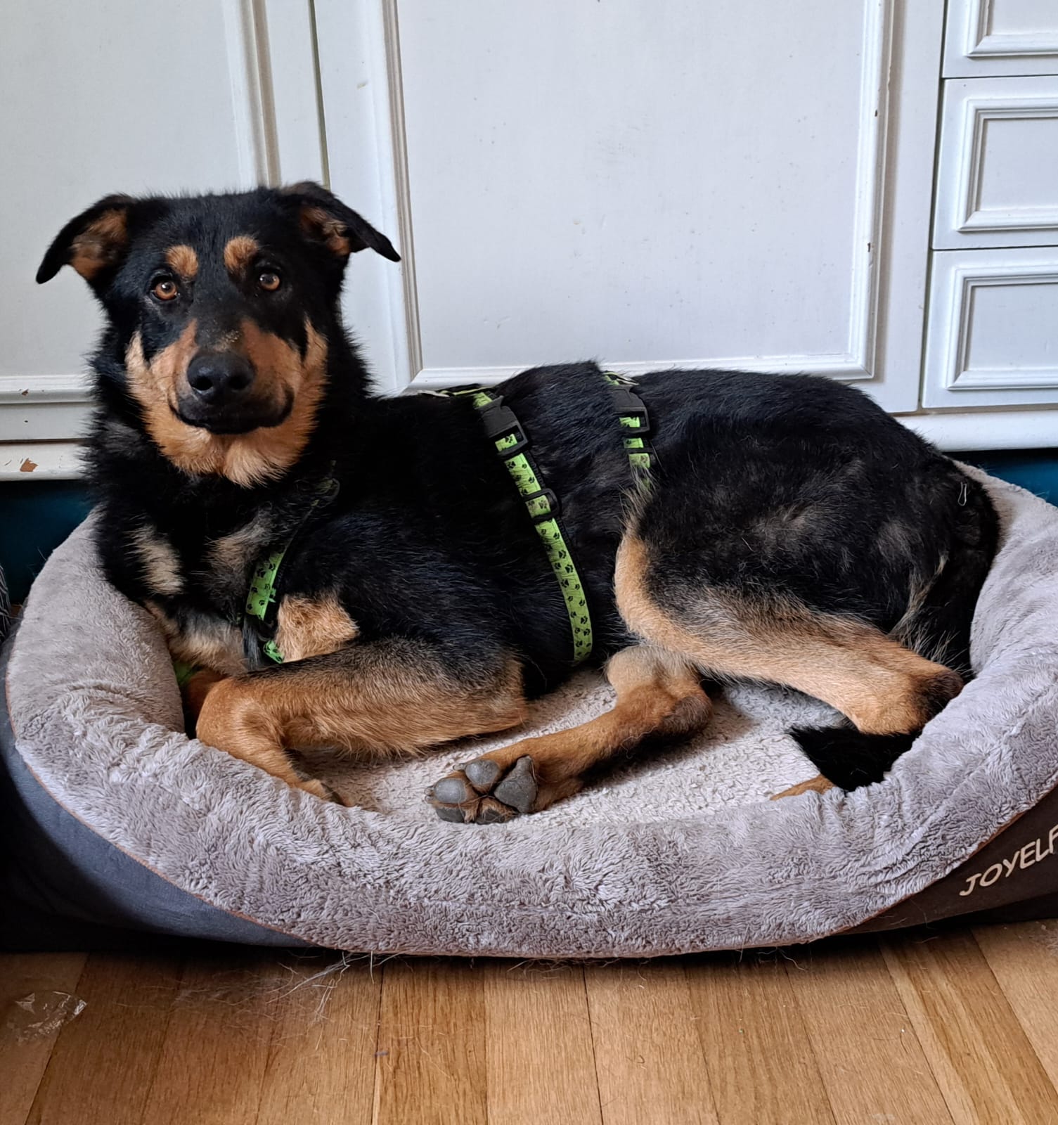 Lira is waiting for visitors in foster home in 67756 Hinzweiler! 🙏🥰🍀