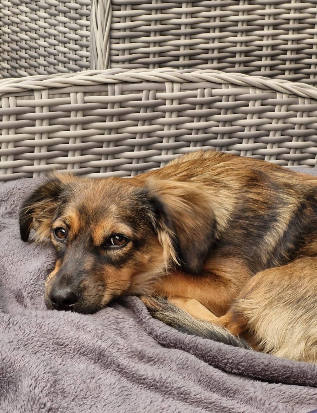 Little Lulu is doing great in her new home! 🤗🥰🙏