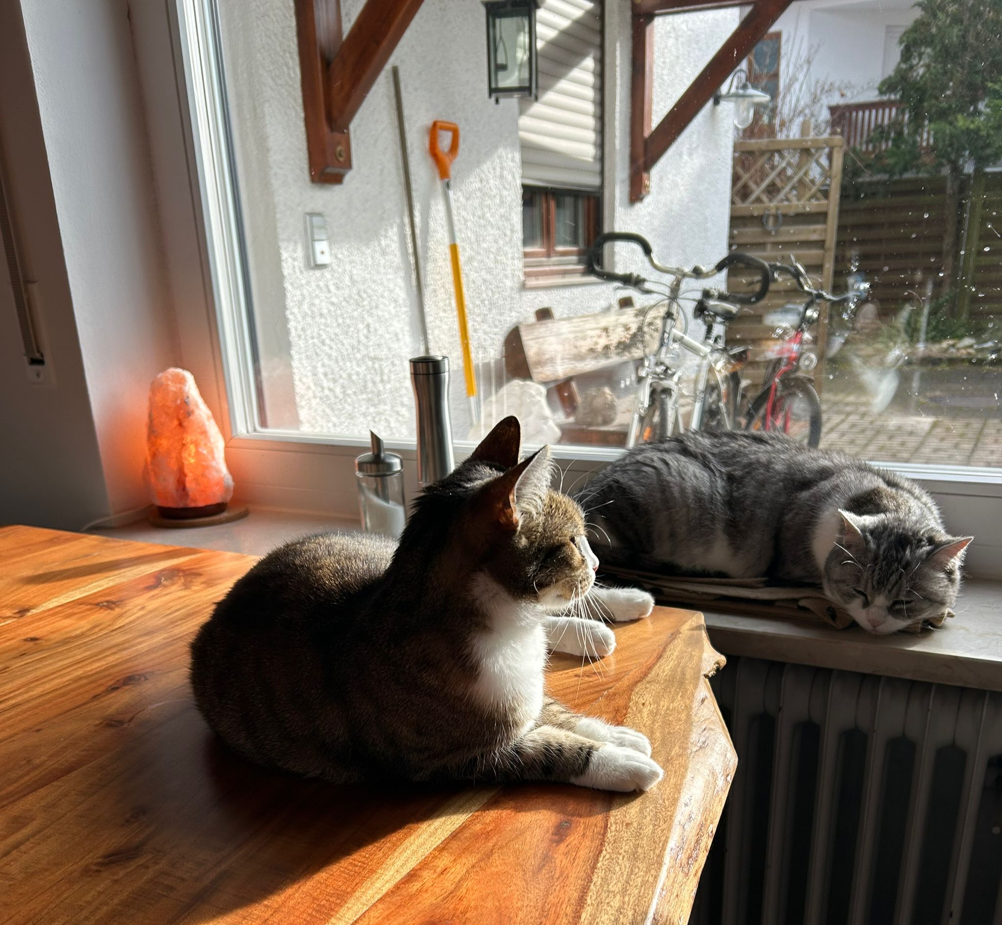 Mitzi and Minie happy together in their home! 💖