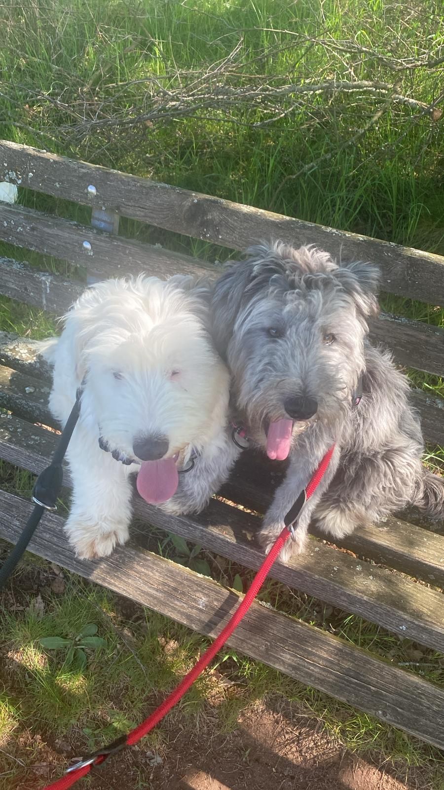 The little dream team, Whitie and Blackie, are diligent students at dog school and doing great in their new home! 🤗💖