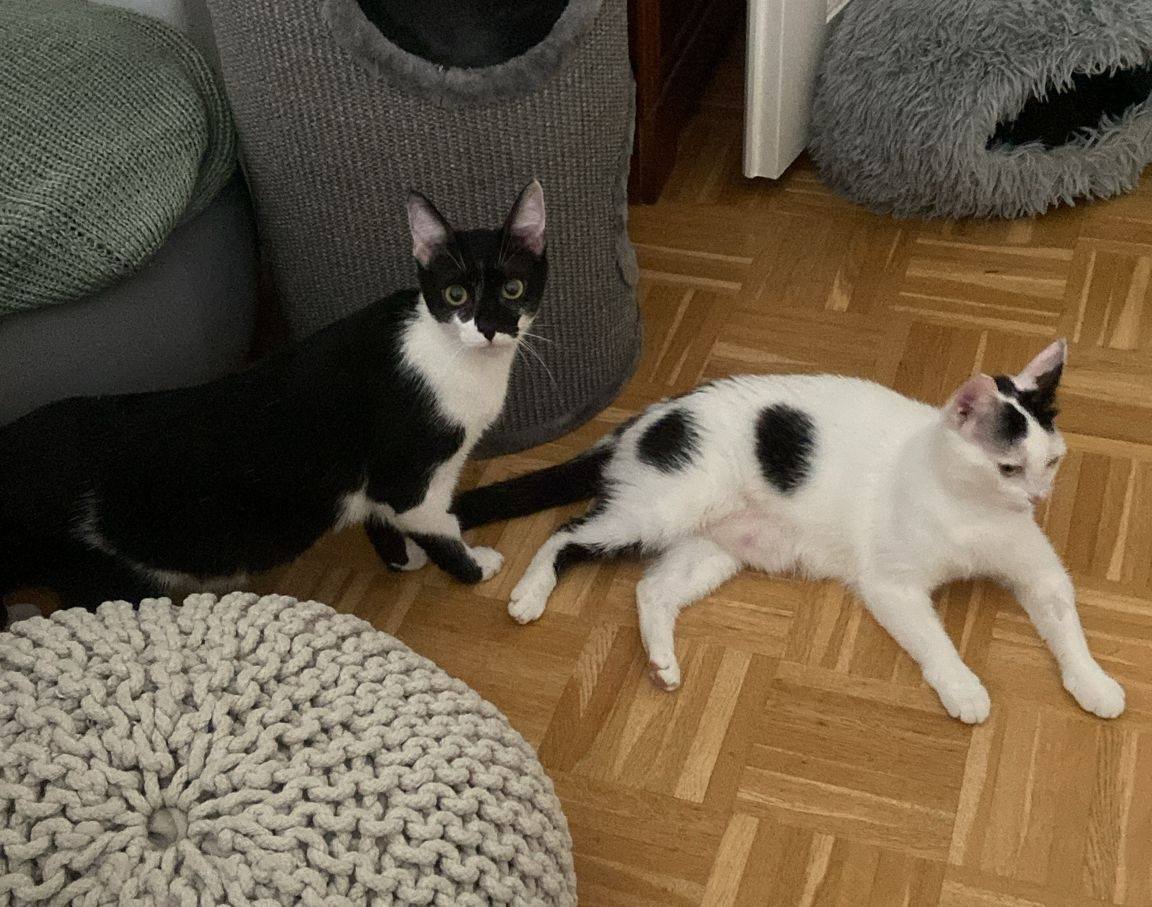 Siblings Milka and Blue have taken their adopter’s heart by storm! 💖🤗