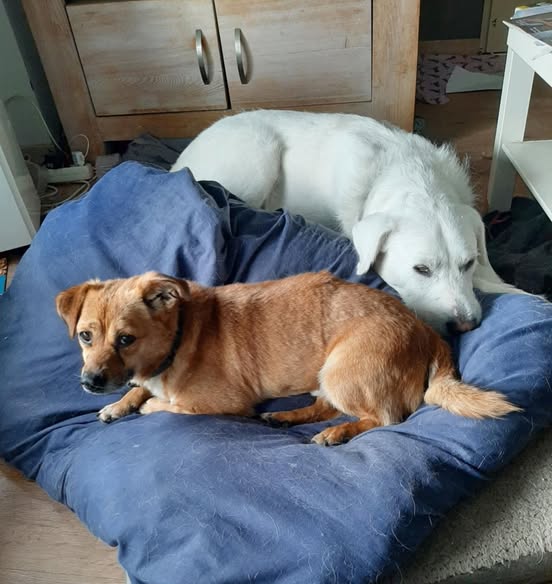 Bursuc has already made a friend and shares the pillow with Jack! 💖🤗