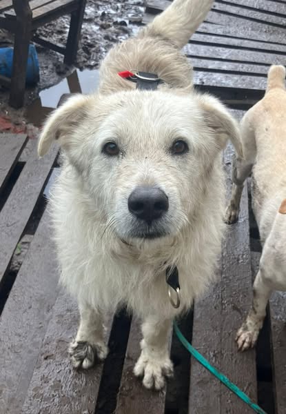 Snow arrived well at his foster home in Holland! 💖🍀🙏