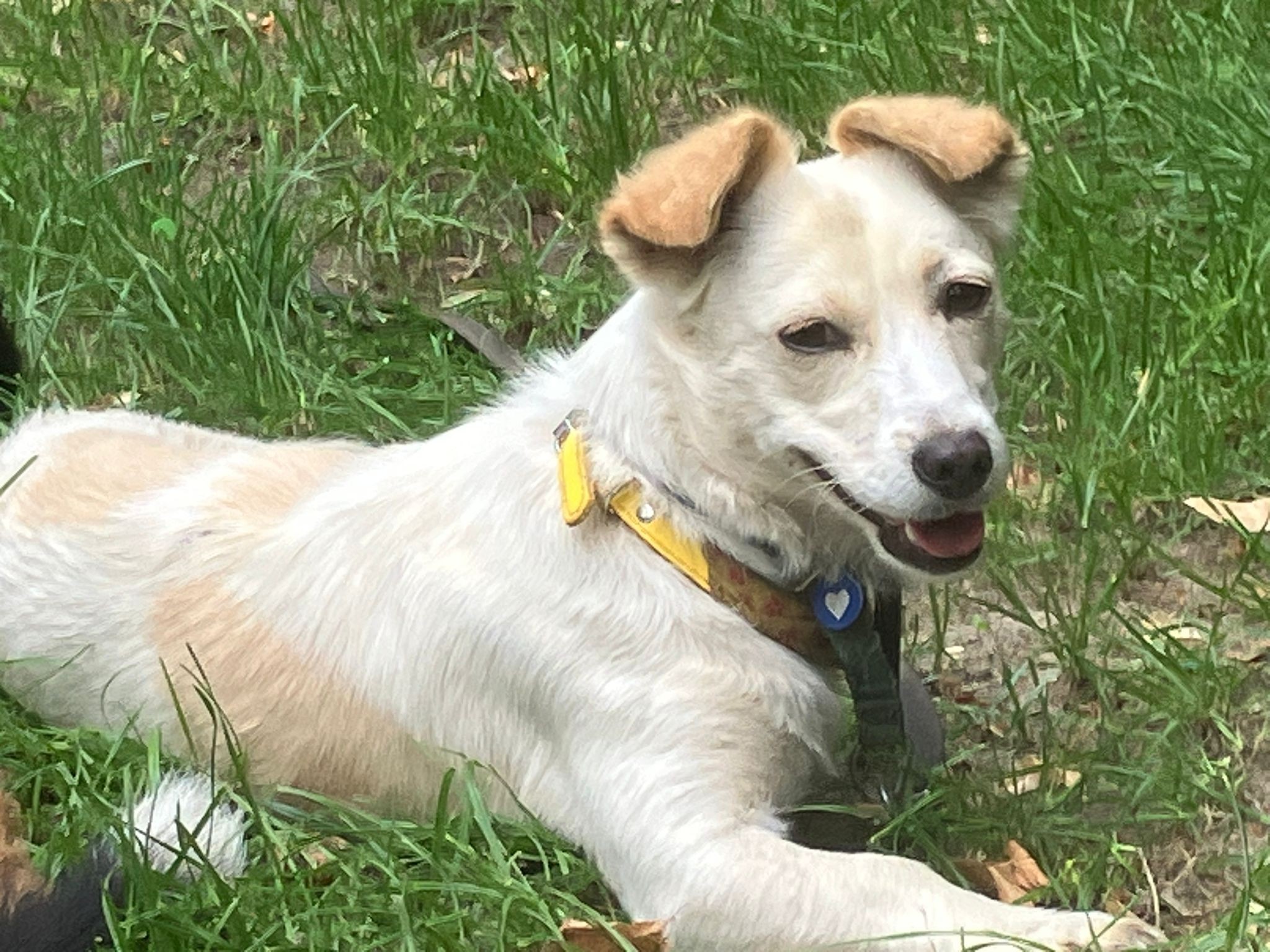 Three legged Penny is a very special dog girl! 💖🙏🤗