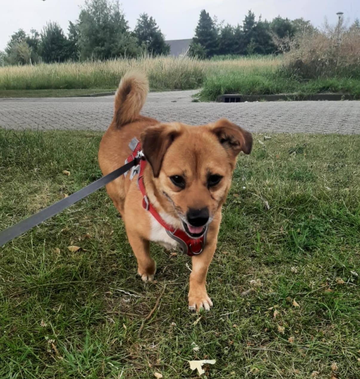 Little Bursuc, also in Holland, is doing very well! 💖🤗