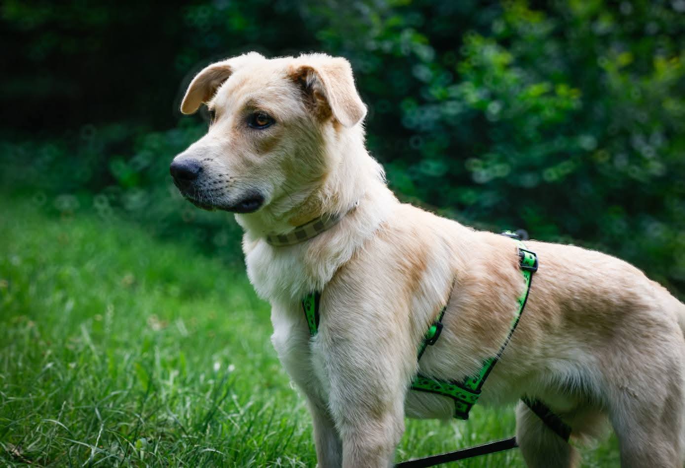 Eddy is waiting for visitors in foster home in 21442 Toppenstedt! 🍀🙏🥰