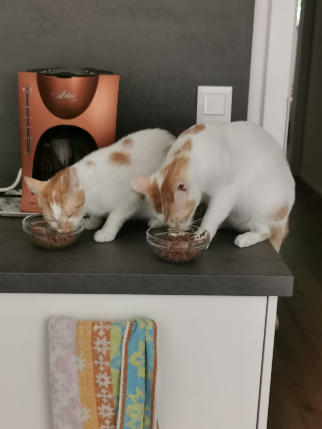 Always together! Toni and Flecki 💖💖