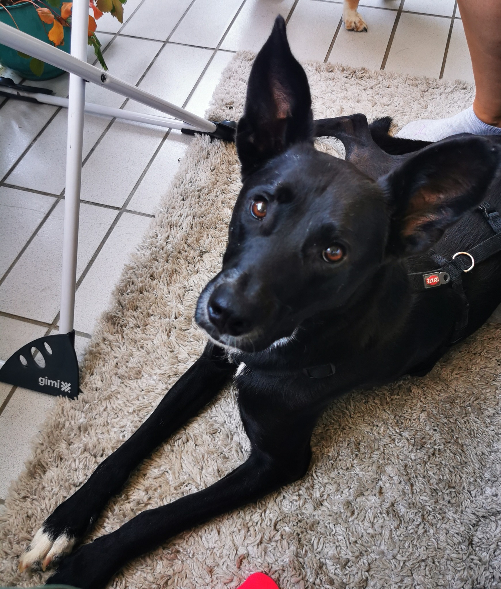 Mogli, former Guguf, happy in his home!