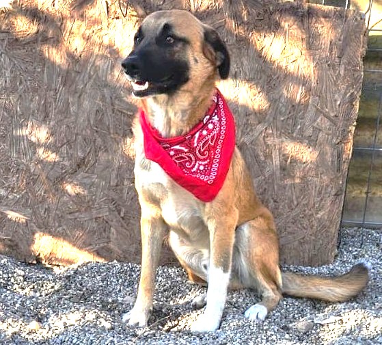 Tierschutzhund Omleta