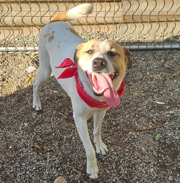 Tierschutzhündin Albush