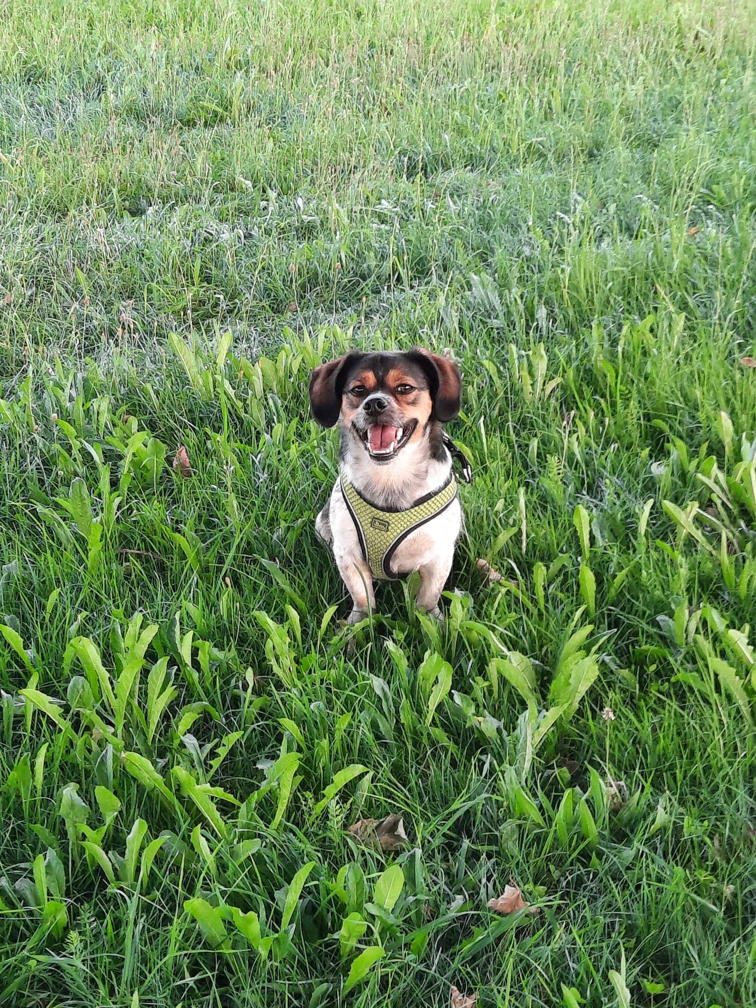 Little Pixi who was saved from killing Uzunu sends love! 💖🥰