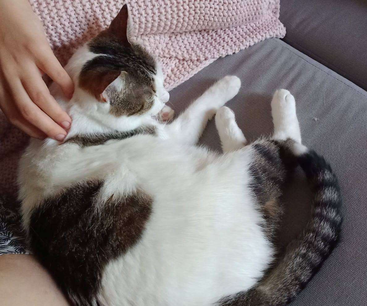 Griss wanted to cuddle immediately upon arrival! 🥰🤗