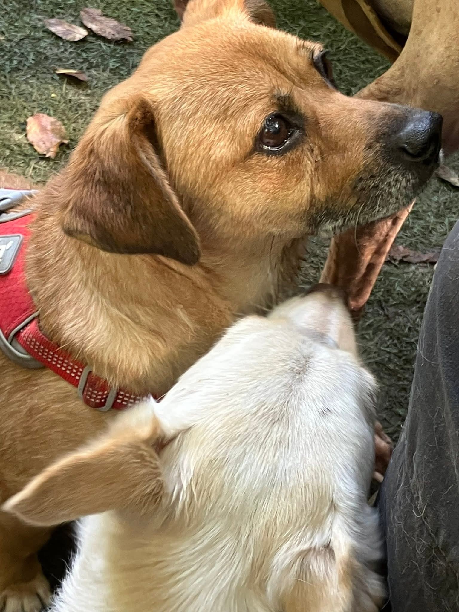 Little Bursuc, is now called Banjer, and has now also finally found his home! 💖🤗🍀