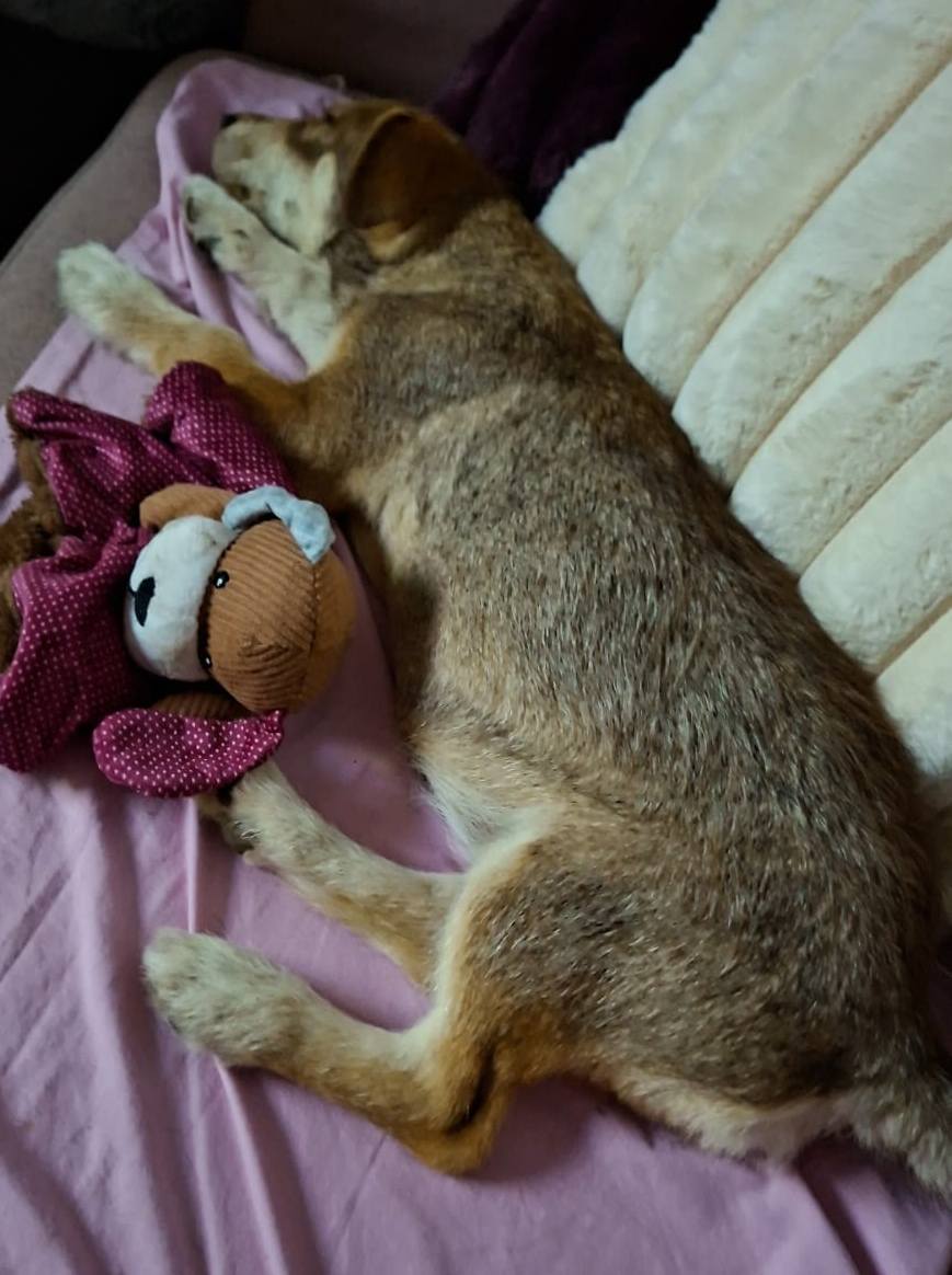 Little Elfie got to move in with her family today! 🙏💖