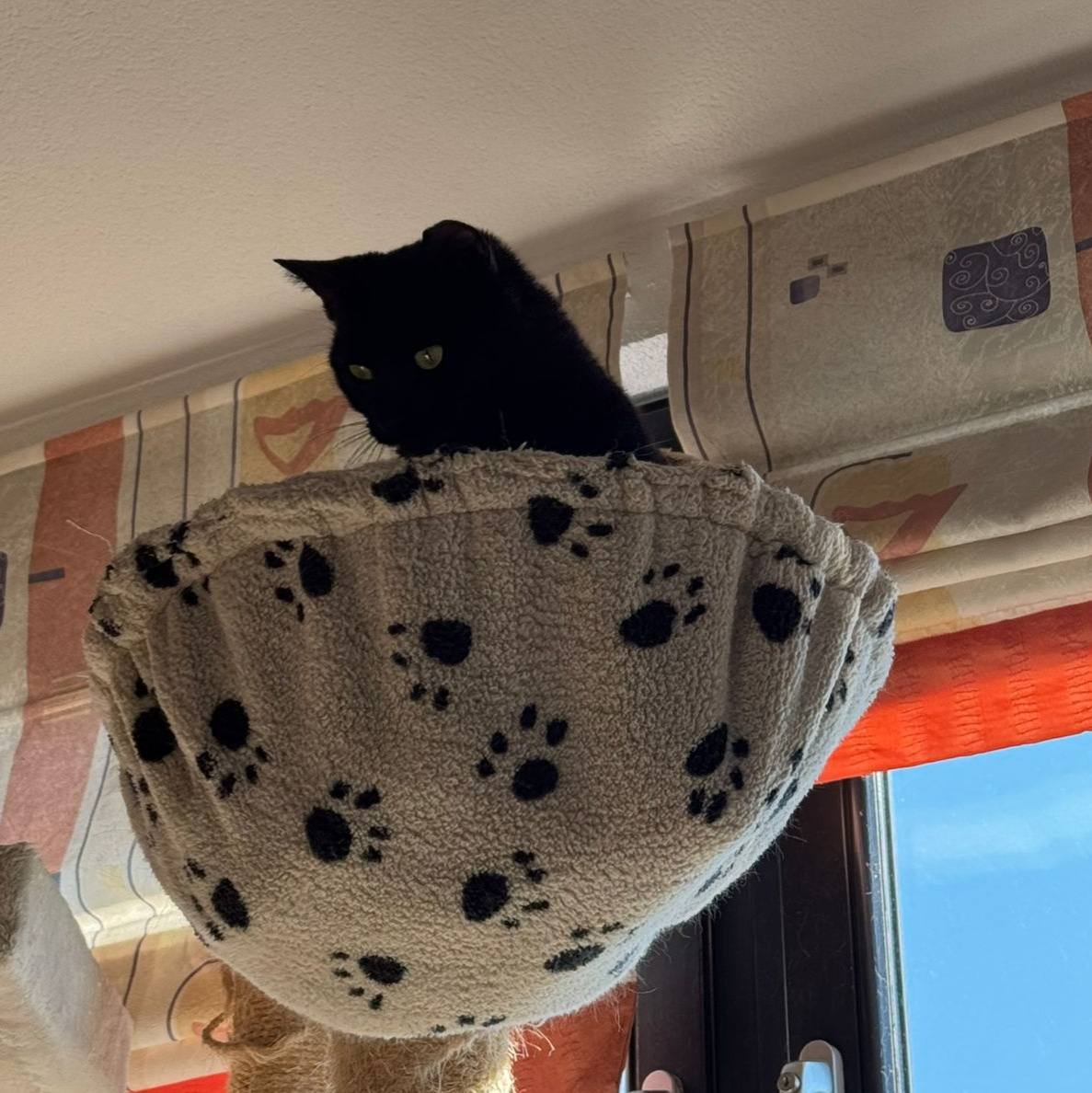 Mitzimura first looks at everything from above! 😁💖