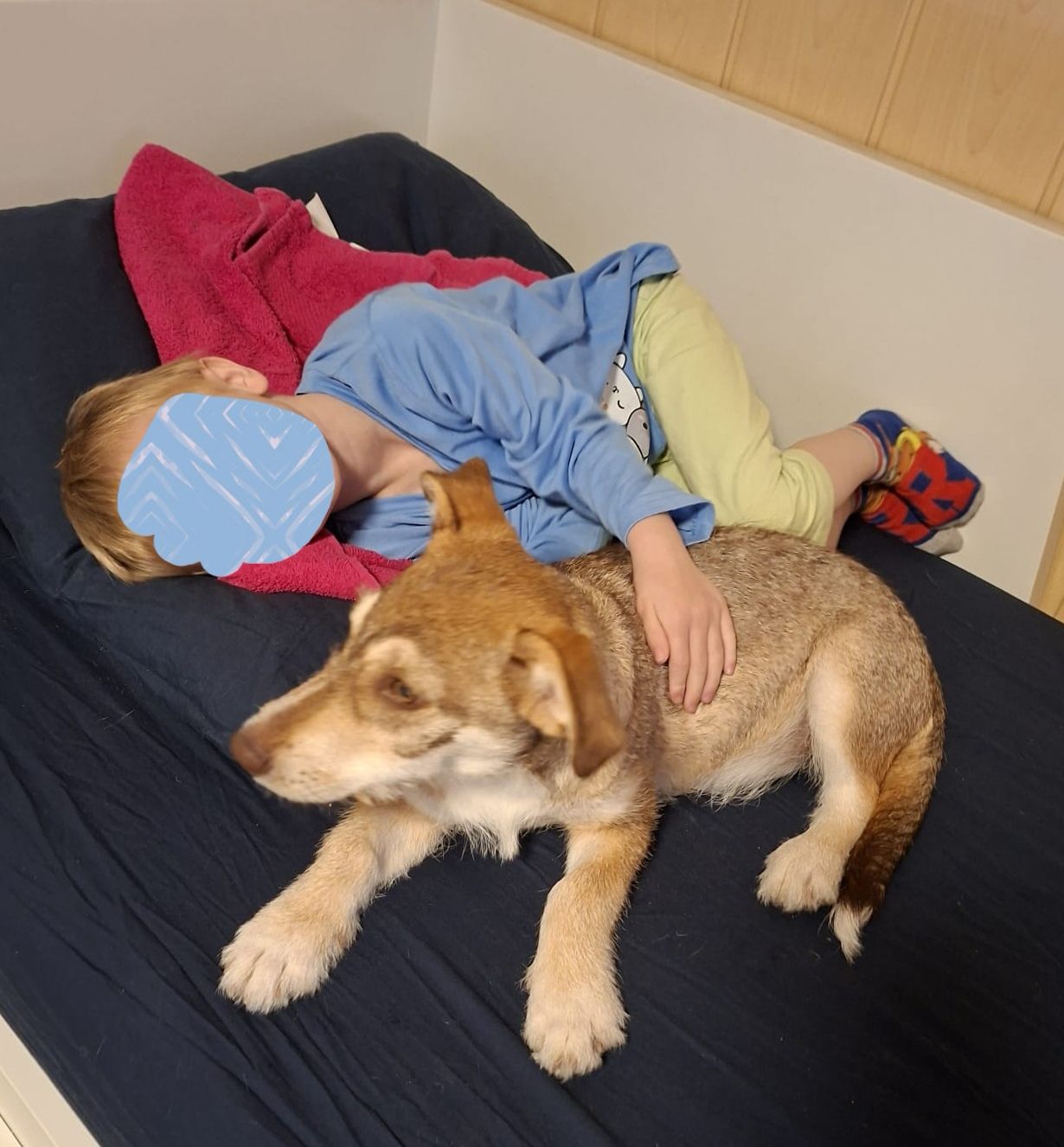 Elfie found a loving family! 💖🙏