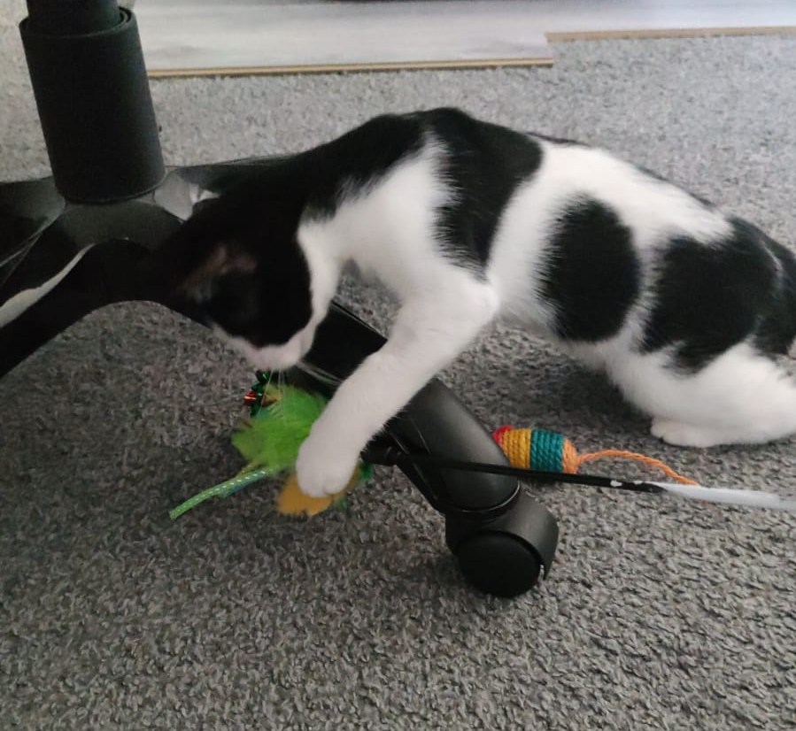 Little Ari has already arrived in his new family and is already in play mode!  😁🥰