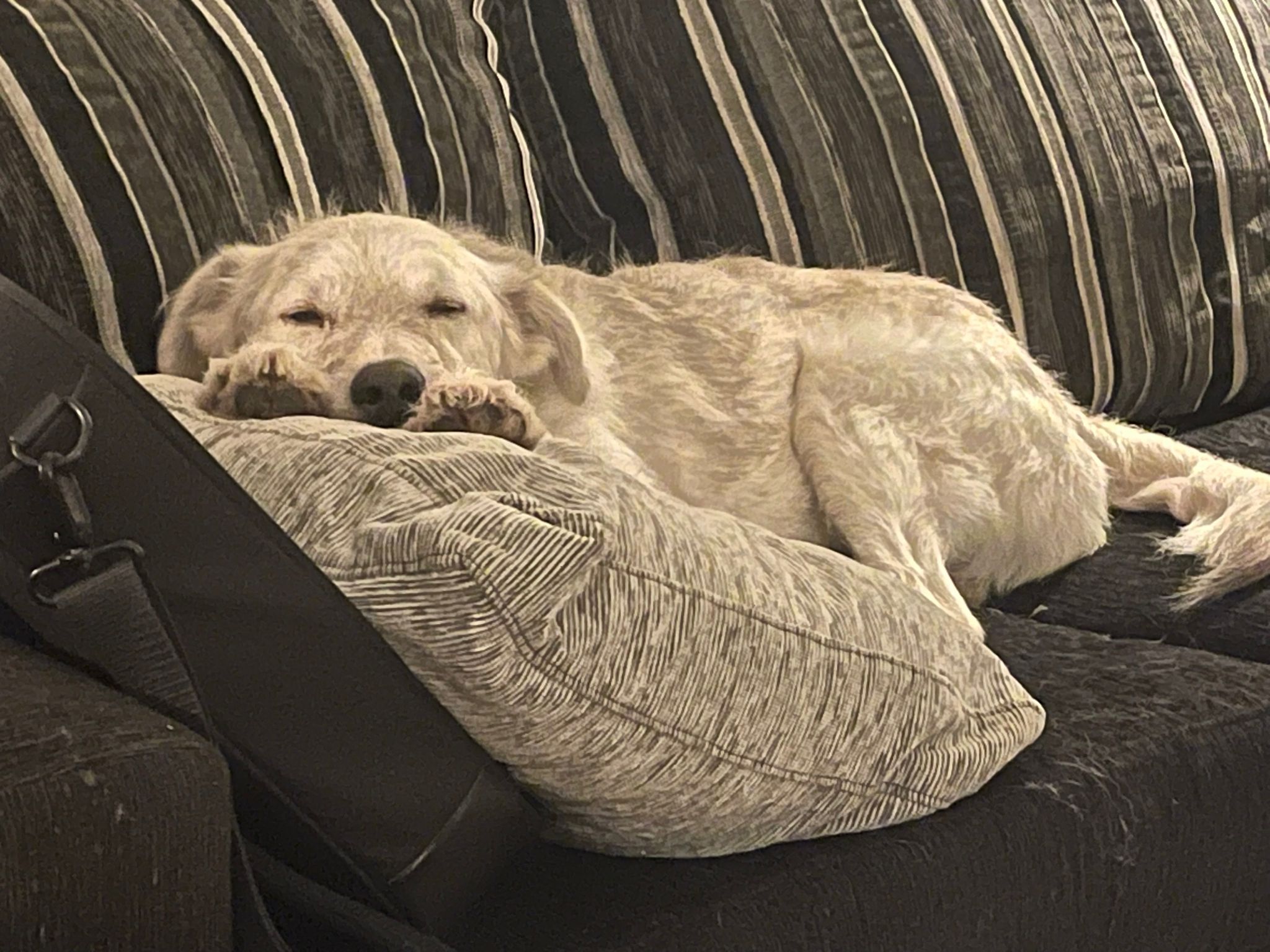 Snow moved to Spain with his new family! 🤗💖