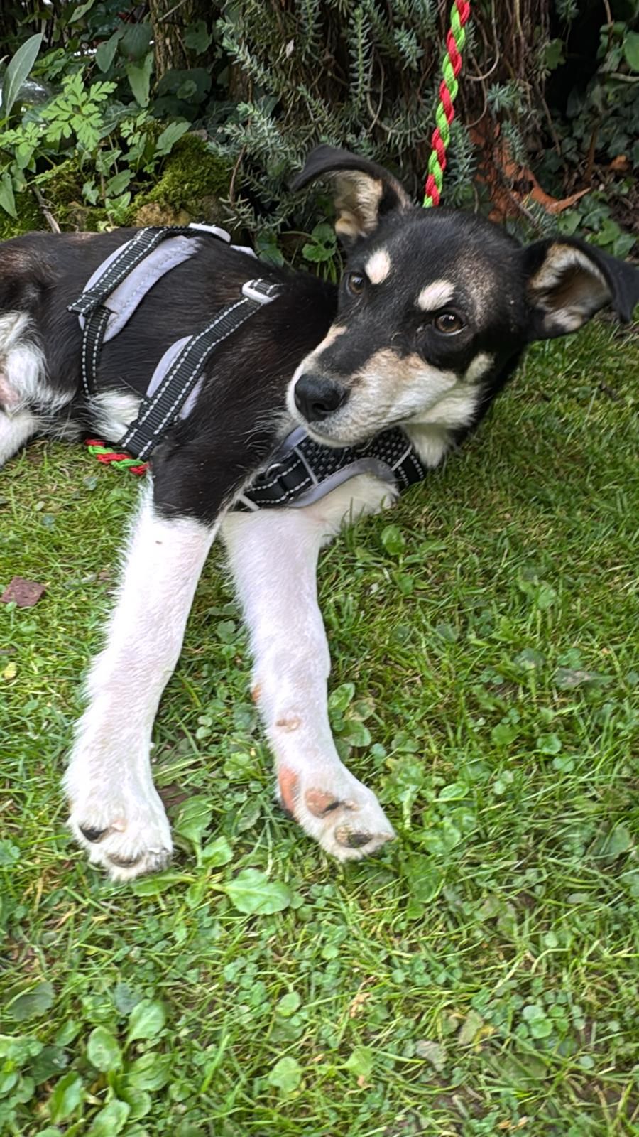 We wish Stuart and his new family a long and happy life! 🙏🥰