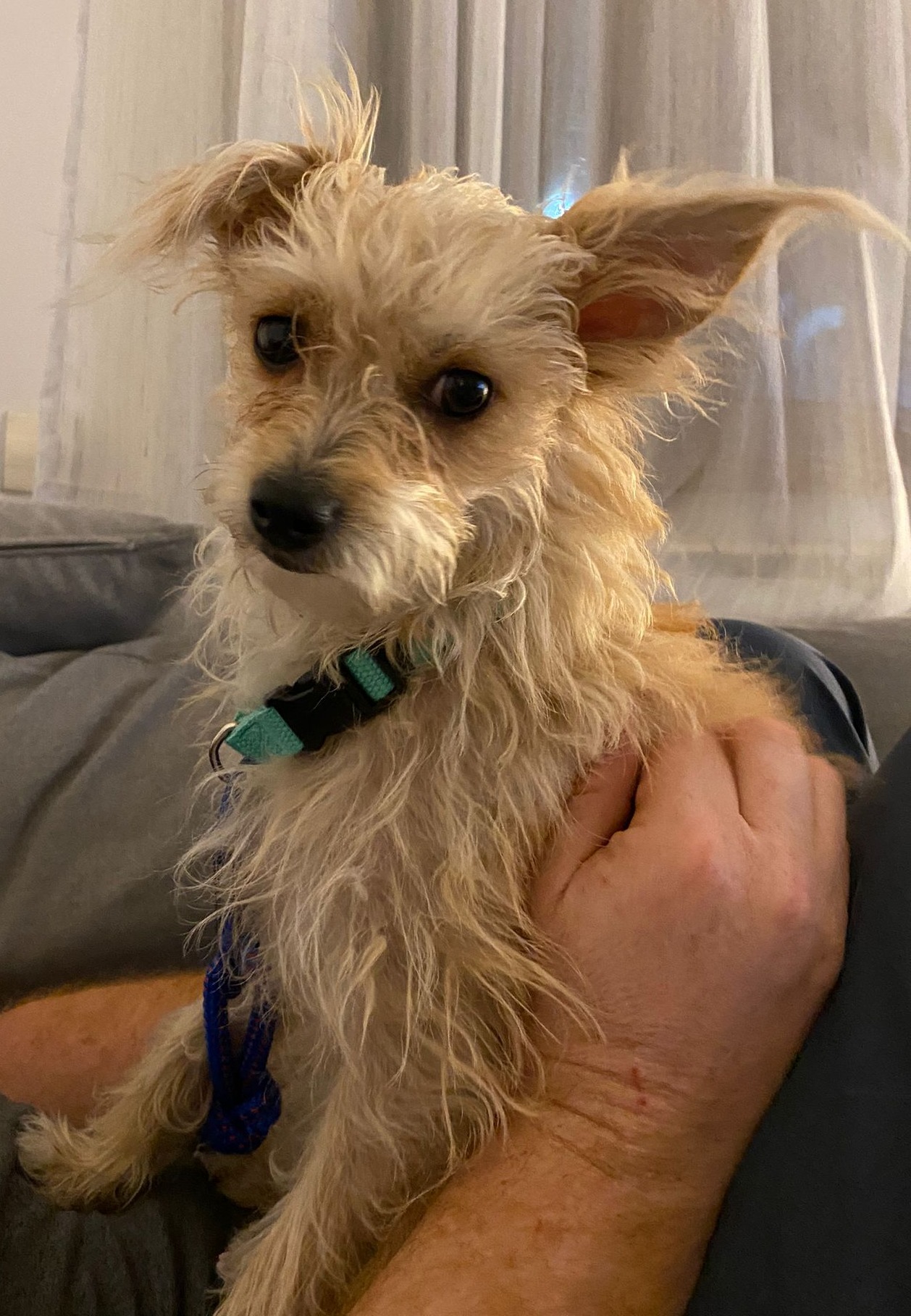 Little Mika, adopted by a Canadian family here in Romania, has left the country!