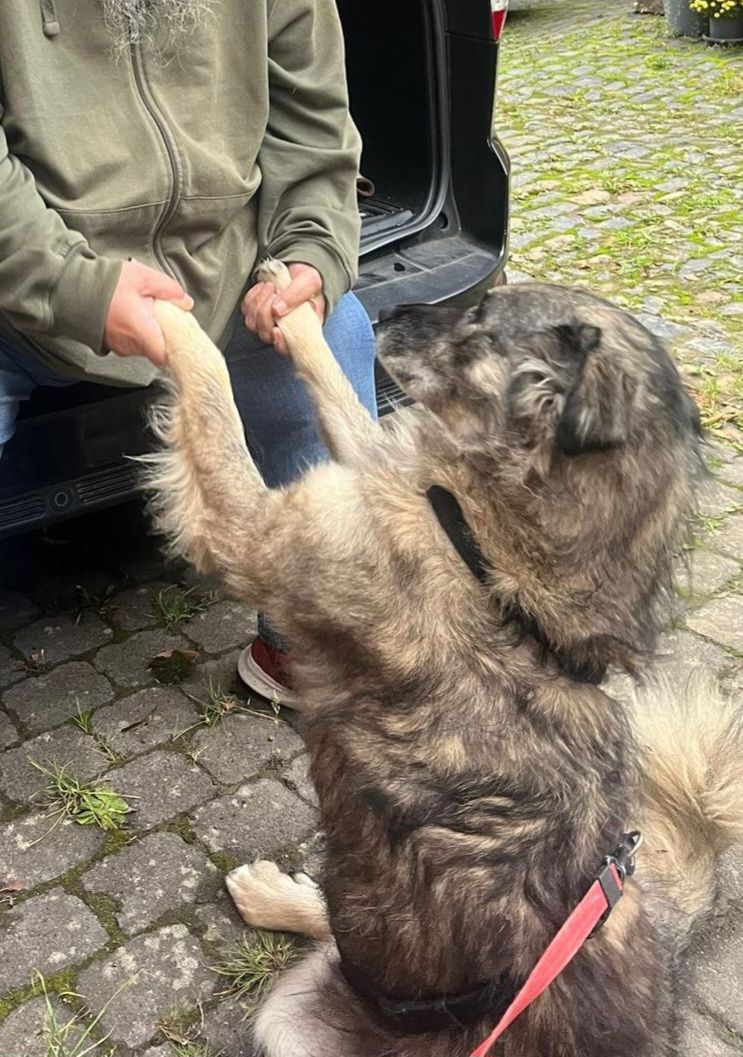 Beauty, now Betty, has found her human! 🙏💖