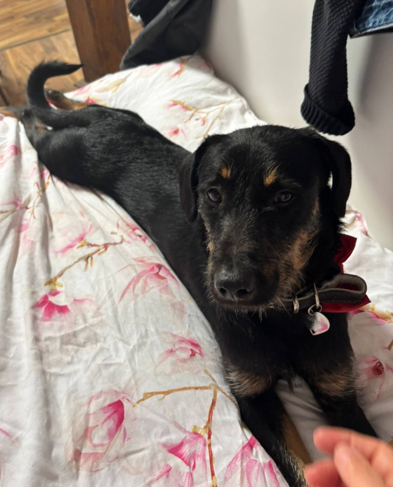 Henry, formerly Velcro, is happy in his new home! 💖🥰