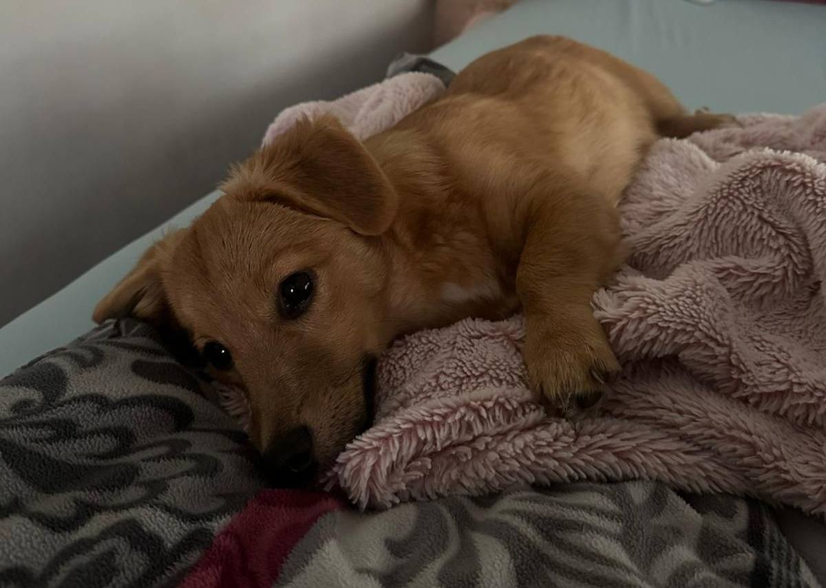 Little Lino (formerly Leo) has settled well in his new home! 💖🤗