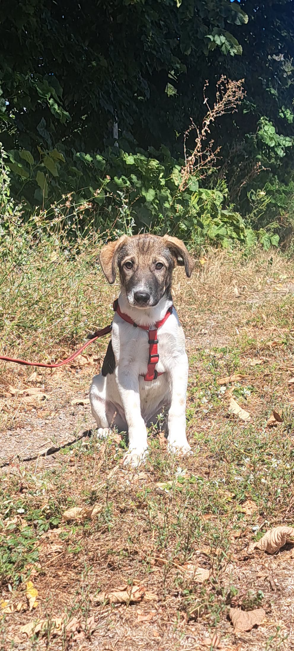 Mowgli