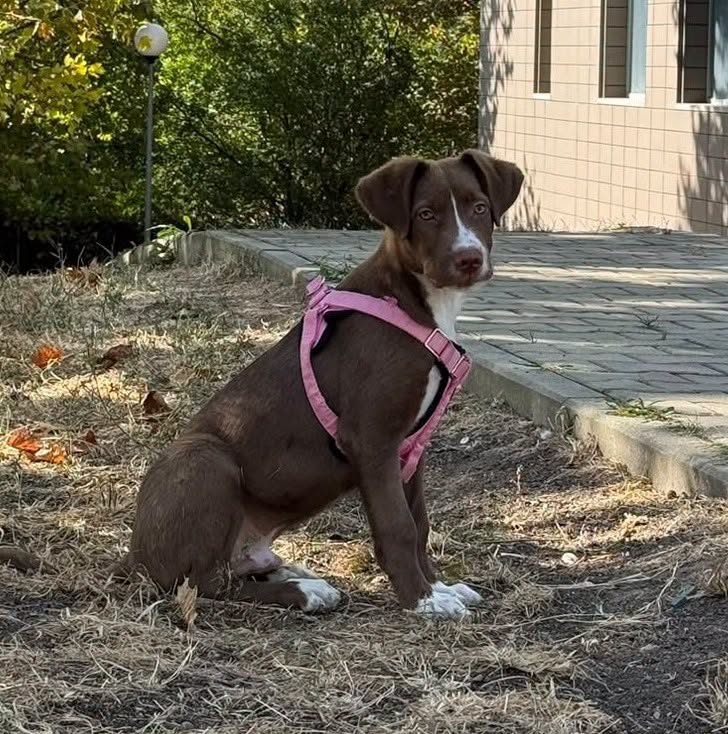 Bowie